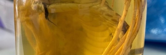 В аэропорту у россиянки обнаружили экзотический алкоголь с мертвой коброй