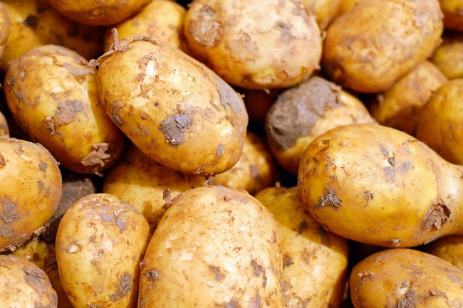 На Ямале ученые создают арктический банк сортов картофеля