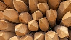 Спрос на осиновые колья в России увеличился в четыре раза за 2025 год
