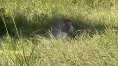 В США три зараженные опасным вирусом обезьяны сбежали из грузовика после аварии