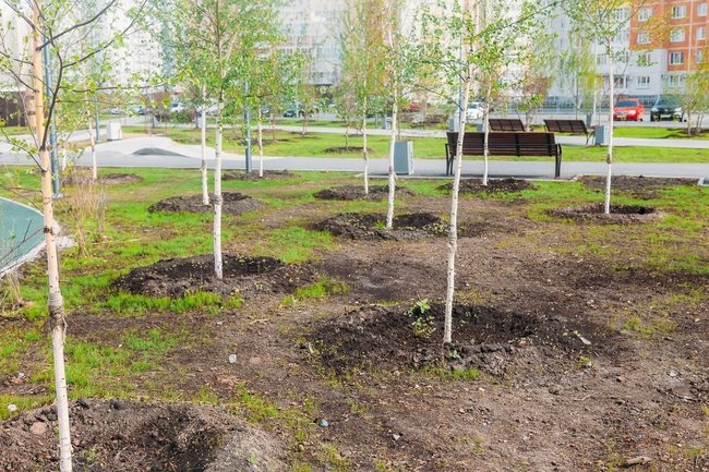 В Сургуте посадили 25 деревьев в рамках международной акции «Сад Дружбы»