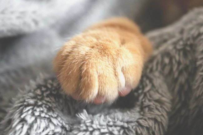 кот, кошка, лапы