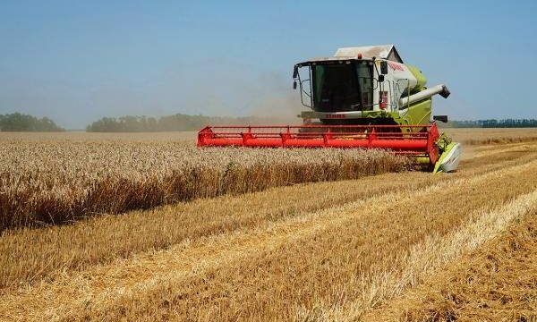Урожай зерна в Краснодарском крае превысил 10 млн тонн