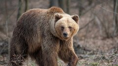Мужчина погиб в результате нападения медведя в Красноярском крае