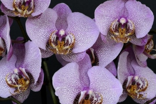 Орхидеи, эти утонченные цветы, способны привнести в дом элегантность и красоту.