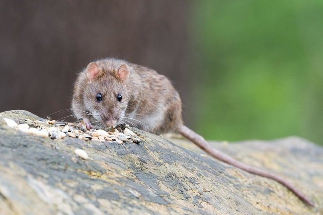 Крысы кусают жителей Хабаровского края