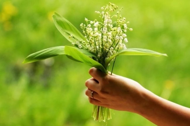 Ландыши широко распространены в лесах Евразии, но в некоторых районах стремительно исчезают.