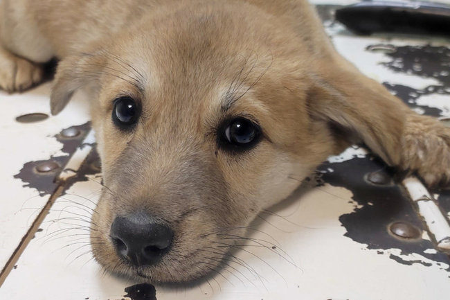 щенок собака