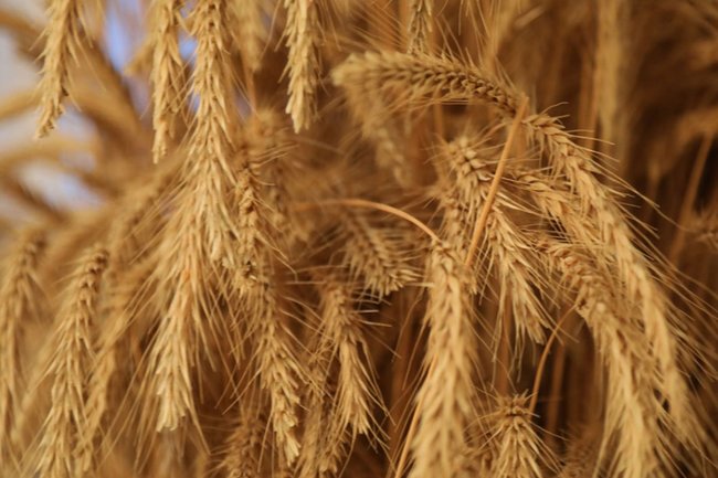 Пшеница
