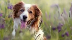 Кинолог Голубев рассказал о правильной технике поглаживания собак