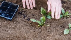 Главное – не пересушить: секреты ухода за рассадой в марте