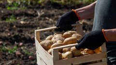 Аграрии Вологодской области разработали новый сорт картофеля