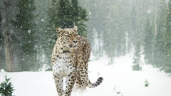 Снежные барсы стали чаще нападать на домашний скот