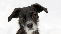 Депутат Хакасии высказал угрожающие комментарии жителю из-за жалобы на бездомных собак