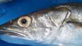 Китай купил у России рыбы и морепродуктов более чем на $3 млрд