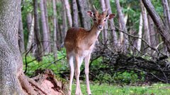 В Дальневосточном регионе молодую беременную косулю удалось спасти от опасности в городе