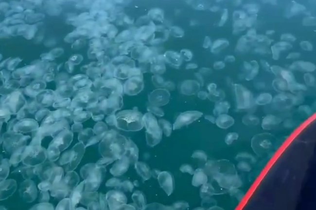 медузы / Анапа