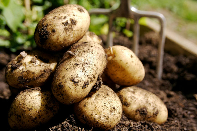 Аграрии Ямала начали сеять картофель
