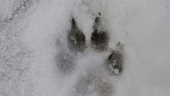 Отважная собака пропала после того, как спасла детей из огня в Подмосковье