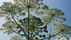 В России хотят ограничить продажу борщевика и «бешеного огурца»