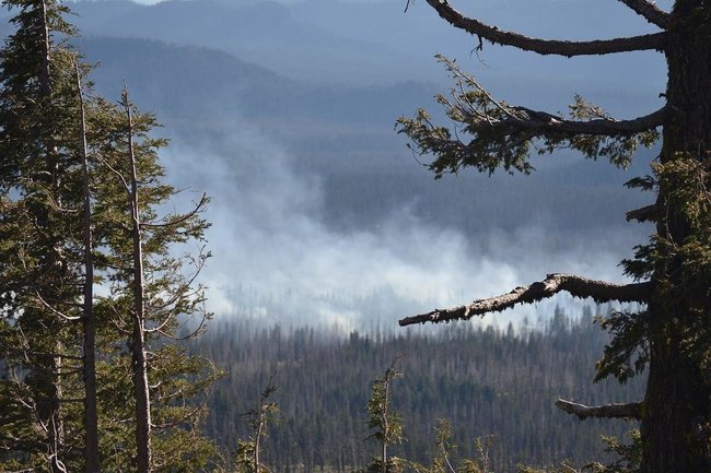 Более 600 лесных пожаров ликвидировали в Тюменской области за 2023 год