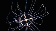 Россияне сообщили о массовом нашествии медуз на Гоа