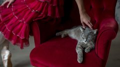 В Лендоке пройдет премьера фильма Кошки: зачем они нужны
