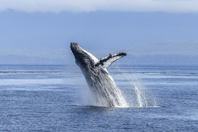 Разгадка плохого запаха китов оказалась неожиданной