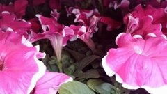 Агроном Михаил Воробьев рекомендует цветы для посадки в марте