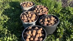 Агроном Лагута объяснил, почему стоит озеленять картошку перед высадкой