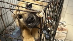 В Кубани началась проверка «приюта, напоминающего концлагерь»