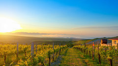 Земля вина и винограда: как Краснодарский край стал драйвером отечественного виноделия