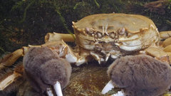 Жители штата Орегон получили предупреждение о массовом появлении крабов в варежках