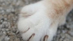 Ветеринар Давыдов назвал кошачьи породы, требующие особого ухода