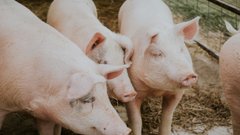 Три свинокомплекса «Русагро» в Белгородской области завершили свою деятельность