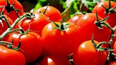 Богатый урожай томатов: советы опытного садовода