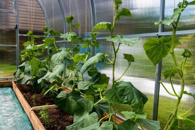 теплица теплицы овощи огород