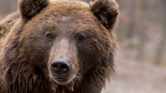 МЧС предупредило жителей ХМАО о проснувшихся медведях