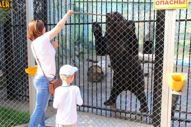 Помощь зоопарку. Тюменский зоопарк Винзили. Лимпопо зоопарк Тюмени. Медведь в зоопарке Лимпопо. Тюменский зоопарк медведь.