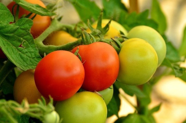 Правительство России обнулило пошлины на ввоз томатов до 31 мая