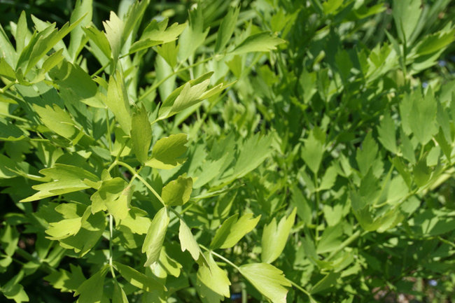 Любисток лекарственный (лат. Levisticum officinale)