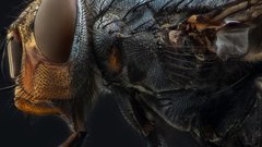 Тучи насекомых убивают животных в Астраханской области