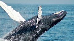 На побережье Балтики в Польше нашли тело редкого кита