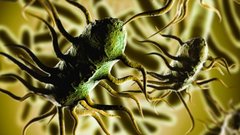 Специалисты ДГТУ рекомендуют использовать молочнокислые бактерии для консервирования рыбы