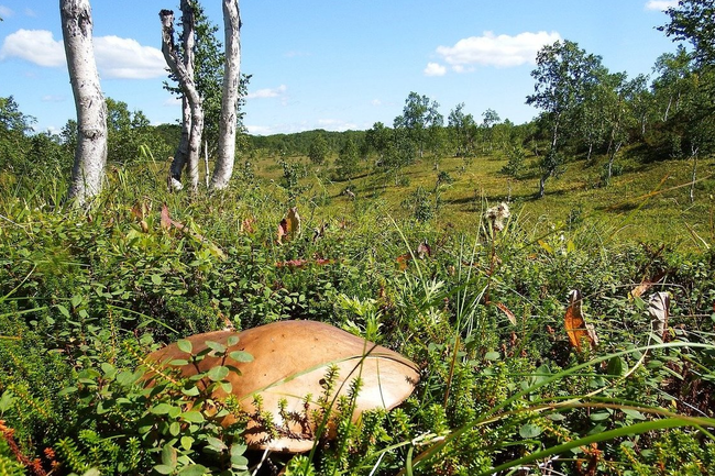 Сбор грибов