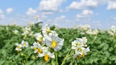 Агроном Павел Лагута объяснил, почему важно озеленять картофель перед посадкой