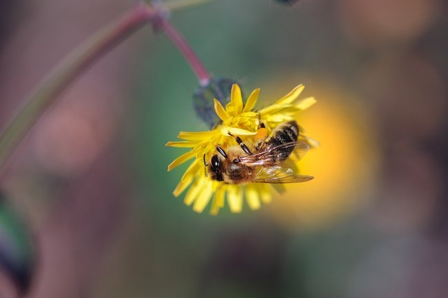 Цветок пчела ботаника тычинки