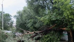 В Омске предлагают увеличить стоимость спиленных деревьев