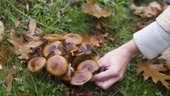 Врач Кашух предостерегает об опасности ранних весенних грибов