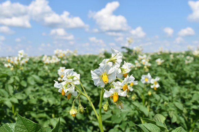 В Чувашии 21 июля пройдёт День картофельного поля